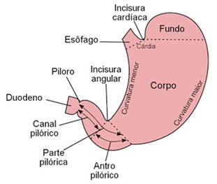 Estômago: anatomia.