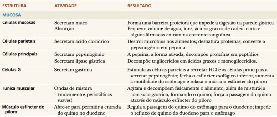 Estômago: estrutura e funções.