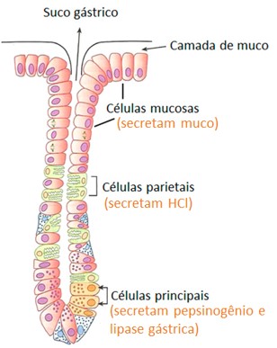 Estômago: digestão química e hormônios