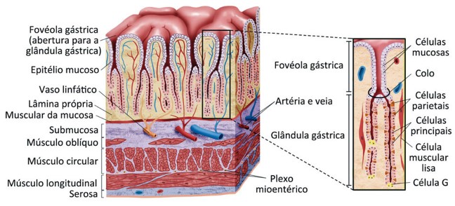 Estômago: histologia.