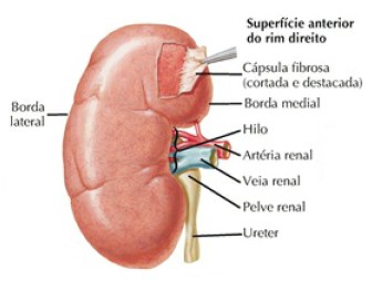 Estrutura anatômica do rim.