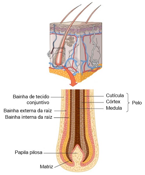 Estrutura do pelo.