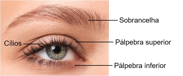 Estruturas acessórias do olho: sobrancelhas, cílios e pálpebras.
