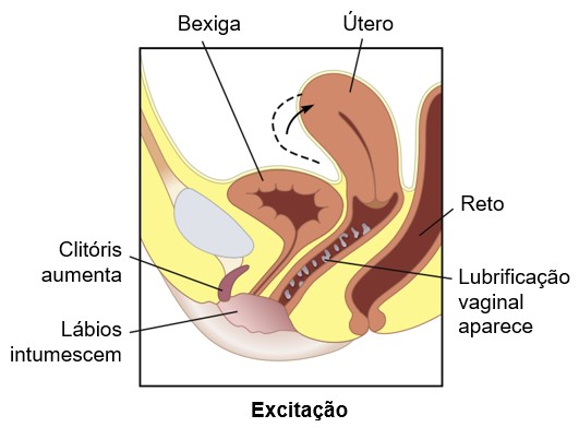 Fase de excitação feminina.