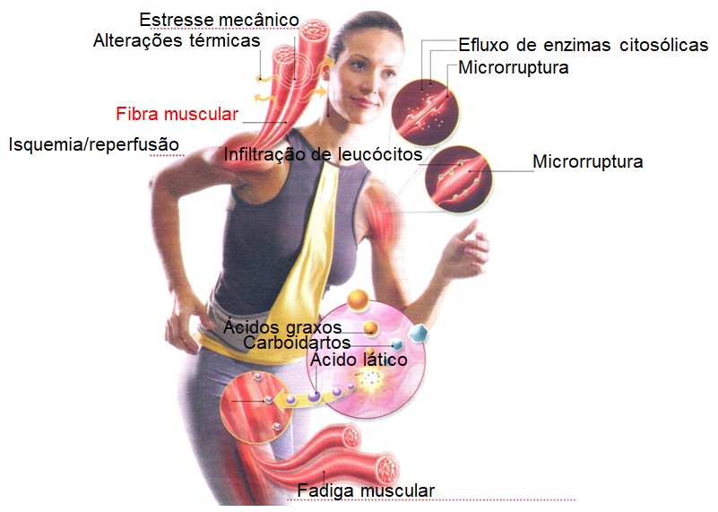 Exercícios físicos e estresse oxidativo.