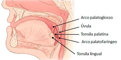 Orofaringe: tonsila palatina.