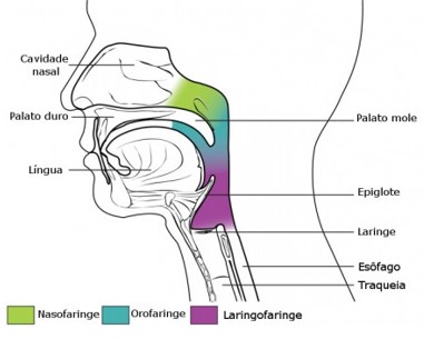 Faringe: localização anatômica.