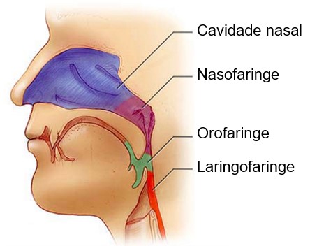 Regiões da faringe.