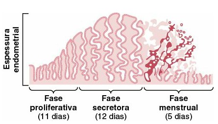 Fases do cilo endometrial.