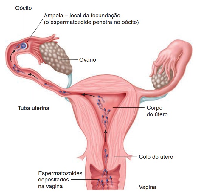 Fecundação.