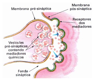 Fenda sináptica.