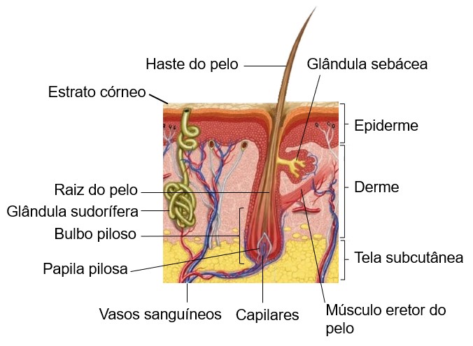 Folículo piloso.