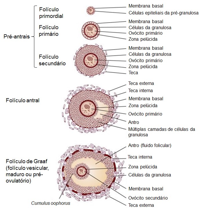 Etapas da foliculogênese.