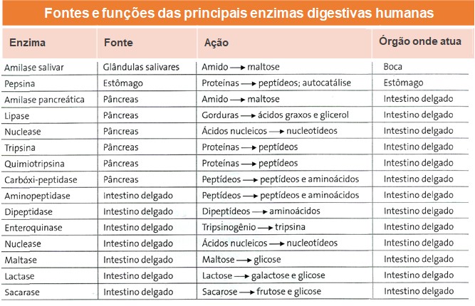 Fontes e funções das principais enzimas digestivas humanas.