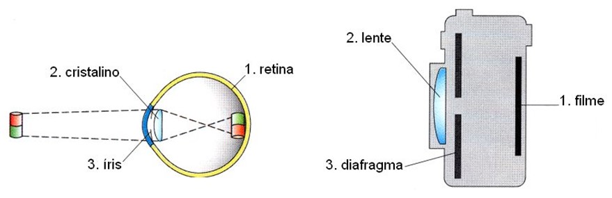 Formação da imagem no olho: comparação com a máquina fotográfica.