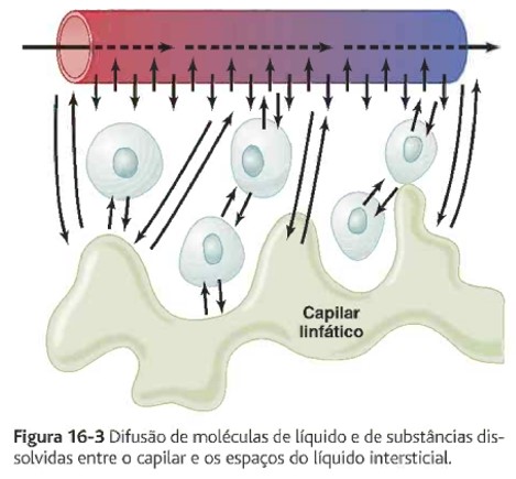 Formação da linfa.