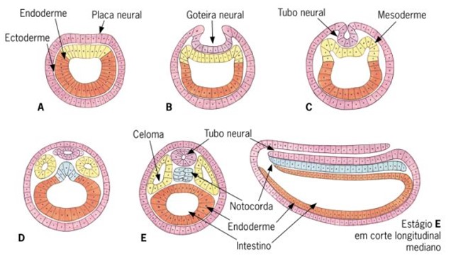 Formação do tubo neural.