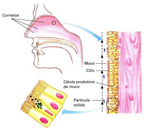 Cavidade nasal: epitélio.