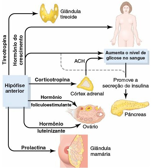 Funções metabólicas dos hormônios da hipófise anterior (adenohipófise).