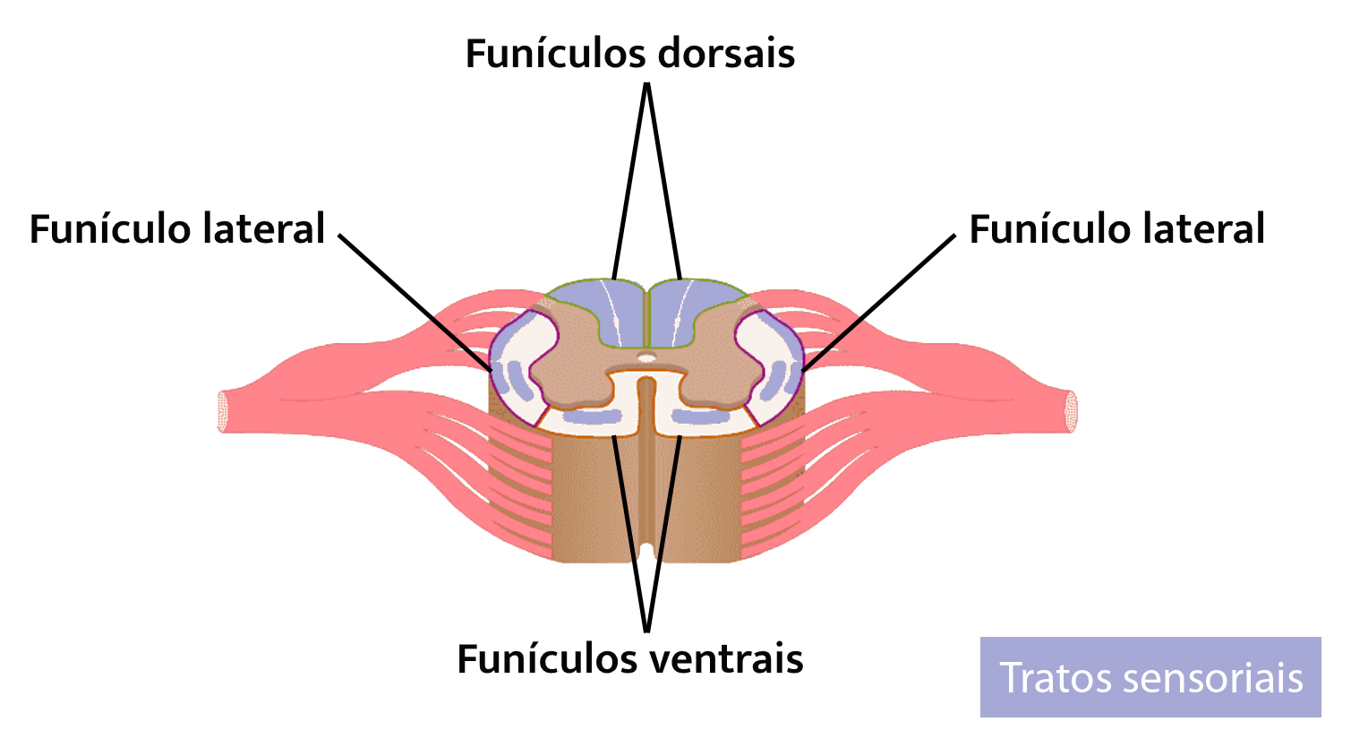 Funículos.