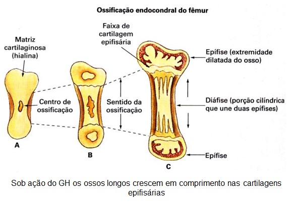 GH e crescimento ósseo.