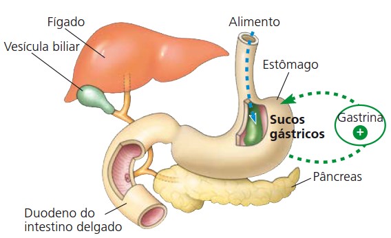 Secreção de gastrina.