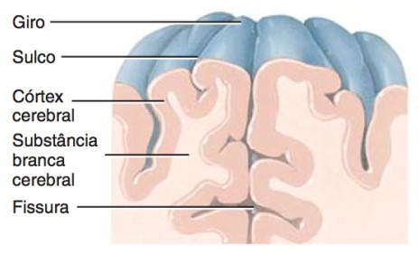 Giros e sulcos cerebrais.