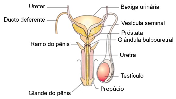 Glândula bulbouretra: localização.