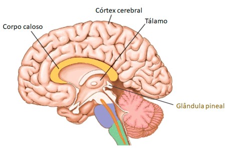 Glândula pineal.