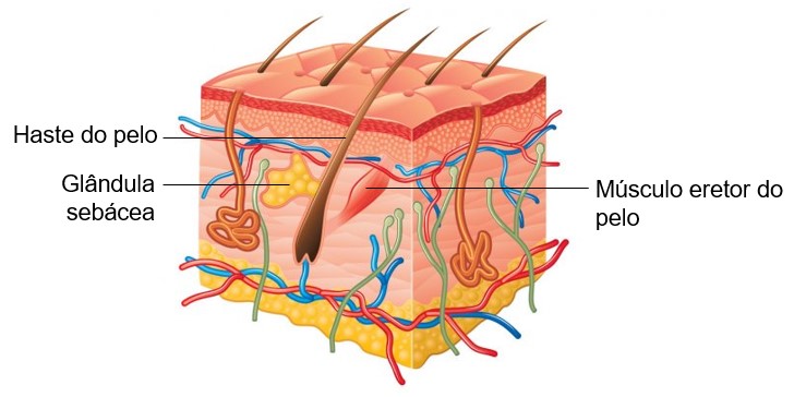 Glândula sebácea desembocando no folículo piloso.