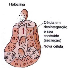 Glândula sebácea: holócrina.