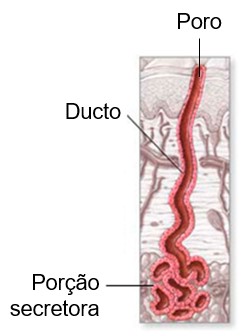 Glândula sudorífera écrina.