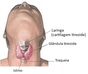 Glândula tireoide.