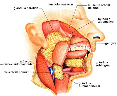 Glândulas salivares maiores.