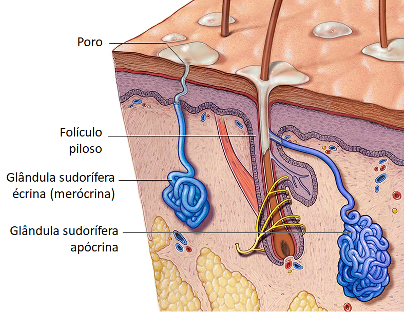 Glândulas sudoríferas écrina e apócrina.