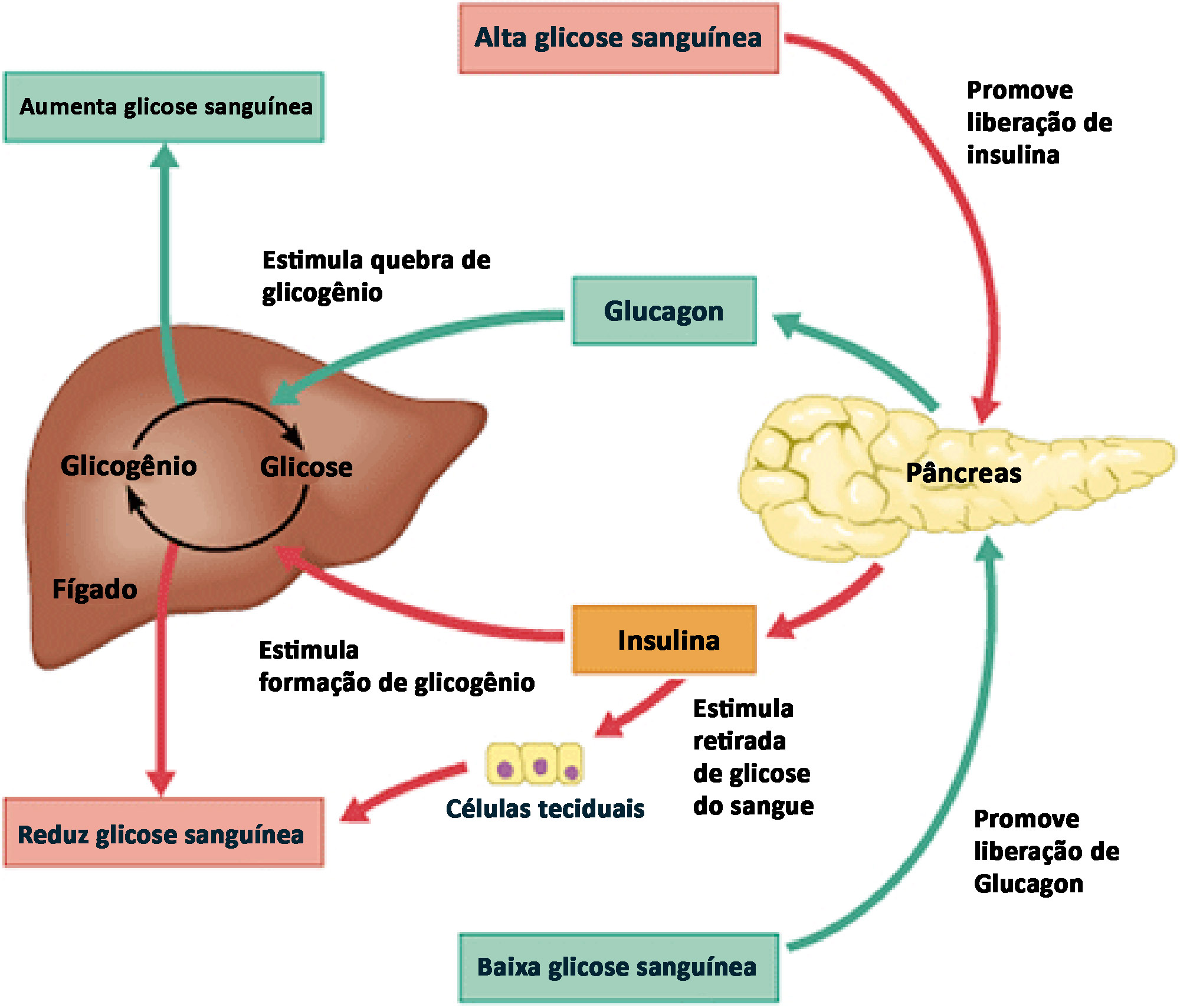 Regulação da glicemia pela insulina e glucagon.