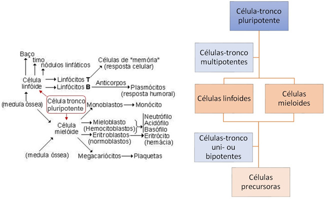 Hematopoese.