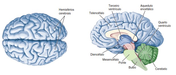 Hemisférios e ventrículos cerebrais.