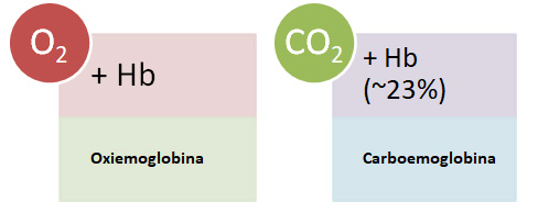 Oxiemoglobina e carboemoglobina.