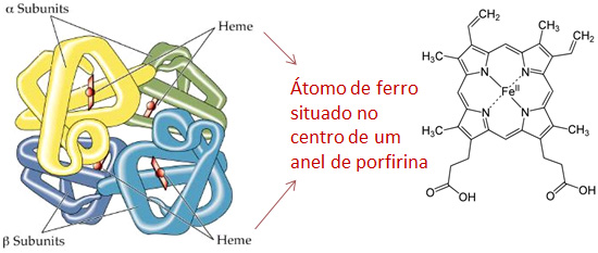 Hemoglobina: estrutura.