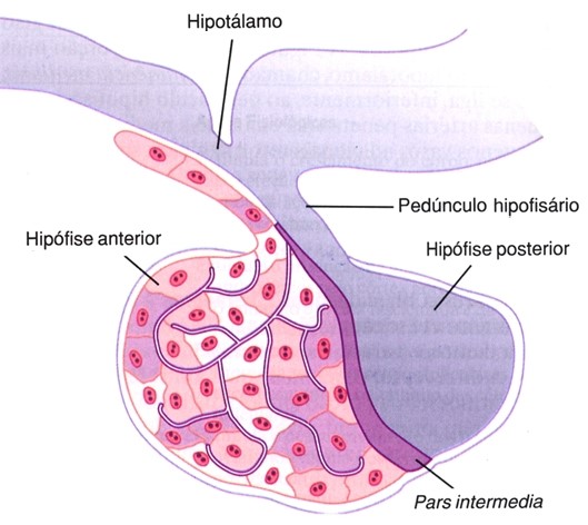 Hipófise.