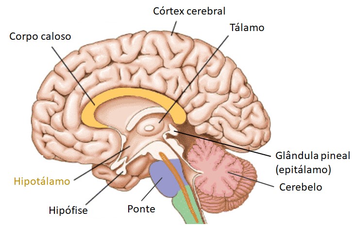 Hipotálamo.