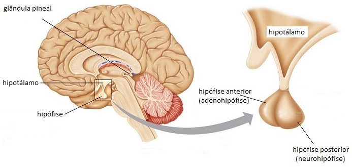 Hipotálamo e hipófise.