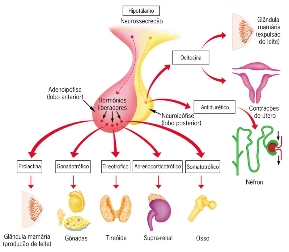 Controle da secreção pela adenohipófise.