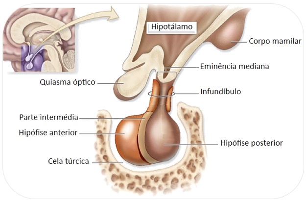 Hipotálamo.