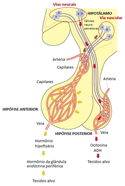 Hipotálamo: vias neural e vascular.