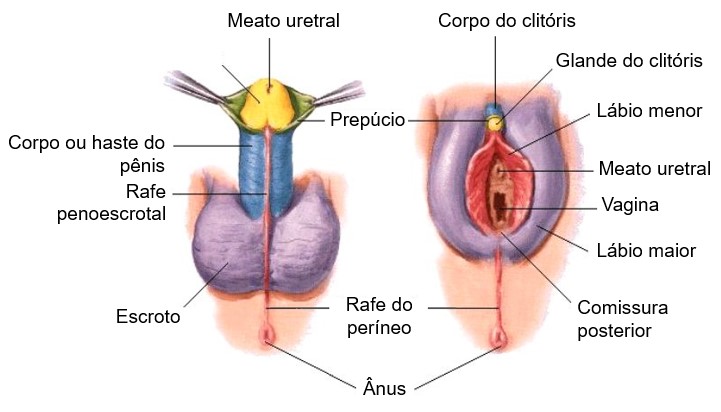 Homologia entre escroto, pênis e vulva.