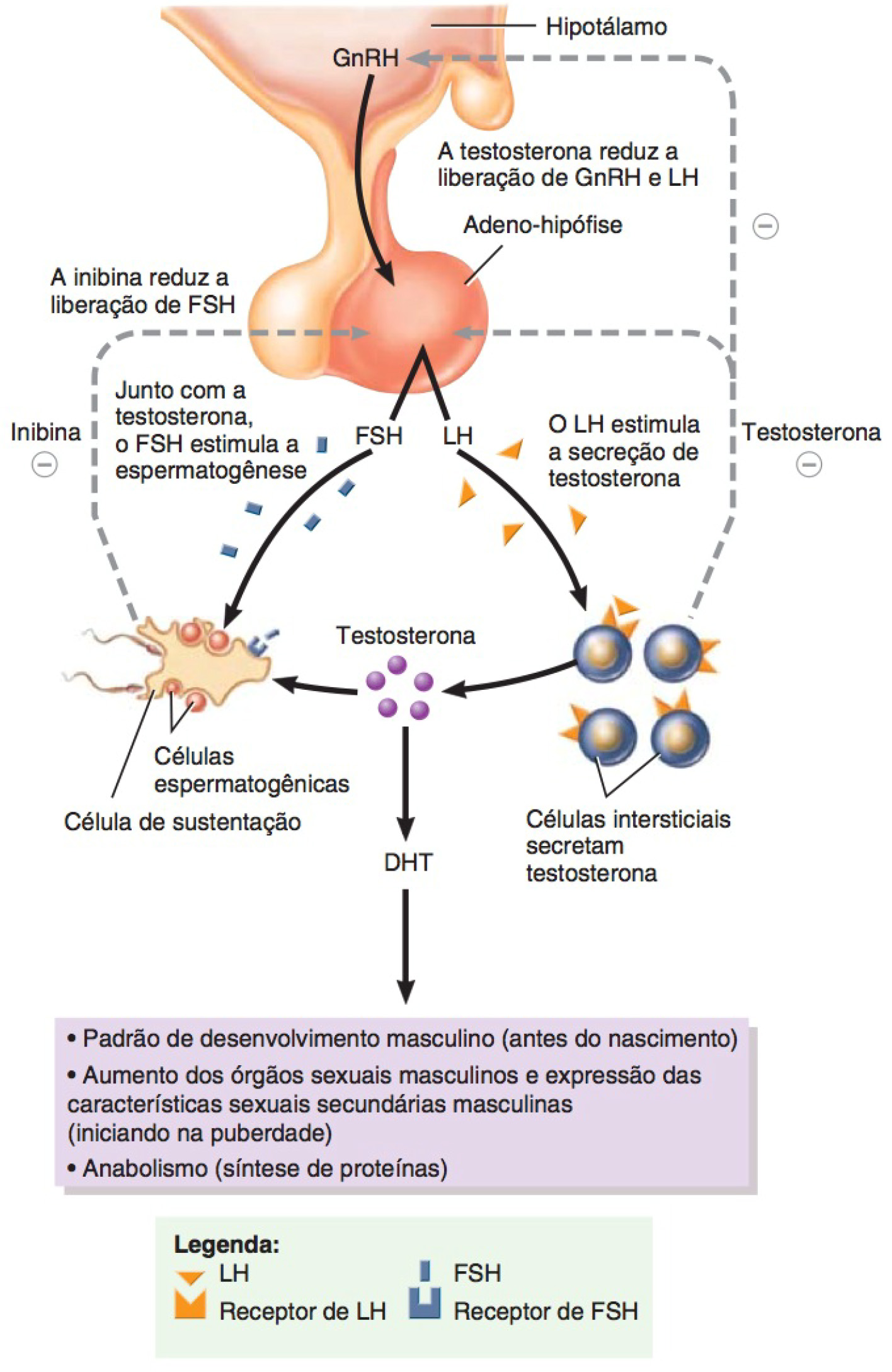 Hormônios masculinos e feedback negativo.