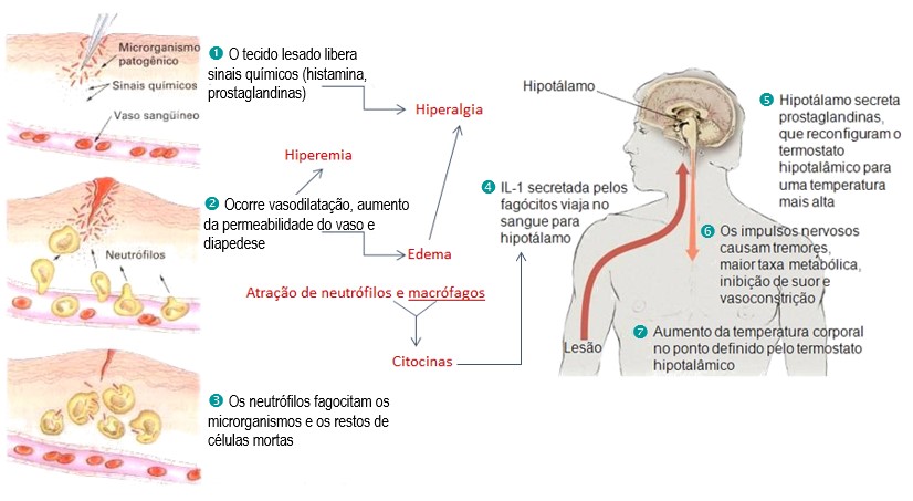 Processo inflamatório.