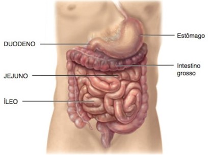 Intestino delgado.